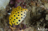 Yellow boxfish (Ostracion cubicus)