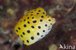 Yellow boxfish (Ostracion cubicus)