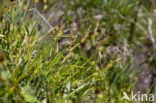 little green sedge (Carex viridula)