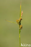 little green sedge (Carex viridula)