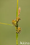 little green sedge (Carex viridula)