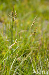 little green sedge (Carex viridula)