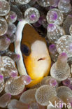 Geelstaart anemoonvis (Amphiprion clarkii)