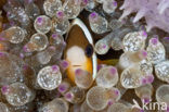 Geelstaart anemoonvis (Amphiprion clarkii)