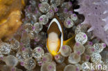 Geelstaart anemoonvis (Amphiprion clarkii)