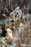 Geelstaart anemoonvis (Amphiprion clarkii)