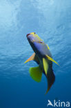 Queen angelfish (Holacanthus ciliaris)