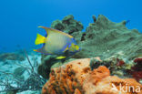 Queen angelfish (Holacanthus ciliaris)