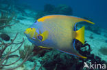 Queen angelfish (Holacanthus ciliaris)