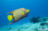 Queen angelfish (Holacanthus ciliaris)