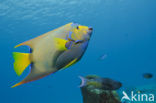 Queen angelfish (Holacanthus ciliaris)