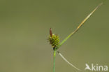 Gele zegge (Carex flava) 