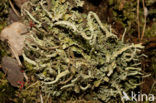 Gevingerd bekermos (Cladonia digitata) 