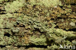 Gevingerd bekermos (Cladonia digitata) 