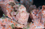 Painted frogfish