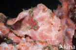 Painted frogfish