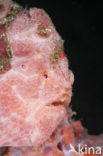 Painted frogfish