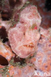 Painted frogfish