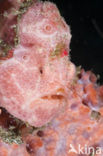 Painted frogfish