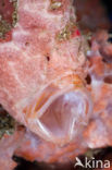 Painted frogfish