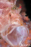 Painted frogfish