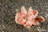 Painted frogfish