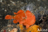 Painted frogfish