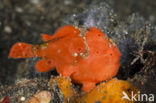 Painted frogfish