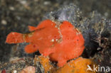 Painted frogfish