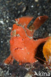 Gevlekte Hengelaarsvis (Antennarius pictus)
