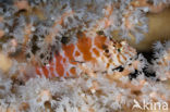 Gevlekte koraalklimmer (Cirrhitichthys aprinus)