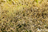 Gevorkt heidestaartje (Cladonia furcata)
