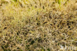 Many-forked cladonia (Cladonia furcata)