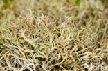 Many-forked cladonia (Cladonia furcata)
