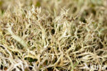 Gevorkt heidestaartje (Cladonia furcata)