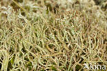 Gevorkt heidestaartje (Cladonia furcata)