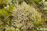 Gevorkt heidestaartje (Cladonia furcata)