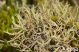 Gevorkt heidestaartje (Cladonia furcata)