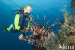 lionfish (Pterois volitans)