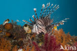 lionfish (Pterois volitans)