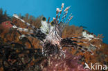 Gewone Koraalduivel (Pterois volitans)