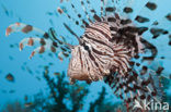 lionfish (Pterois volitans)