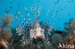 lionfish (Pterois volitans)