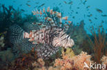 Gewone Koraalduivel (Pterois volitans)