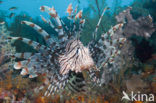 lionfish (Pterois volitans)