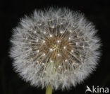 Common Dandelion (Taraxacum officinale)