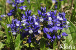 Gewone vleugeltjesbloem (Polygala vulgaris) 