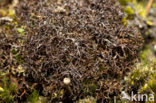 Spiney heath lichen (Cetraria aculeata)