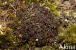 Spiney heath lichen (Cetraria aculeata)