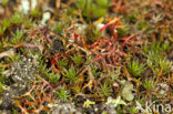 Spiney heath lichen (Cetraria aculeata)